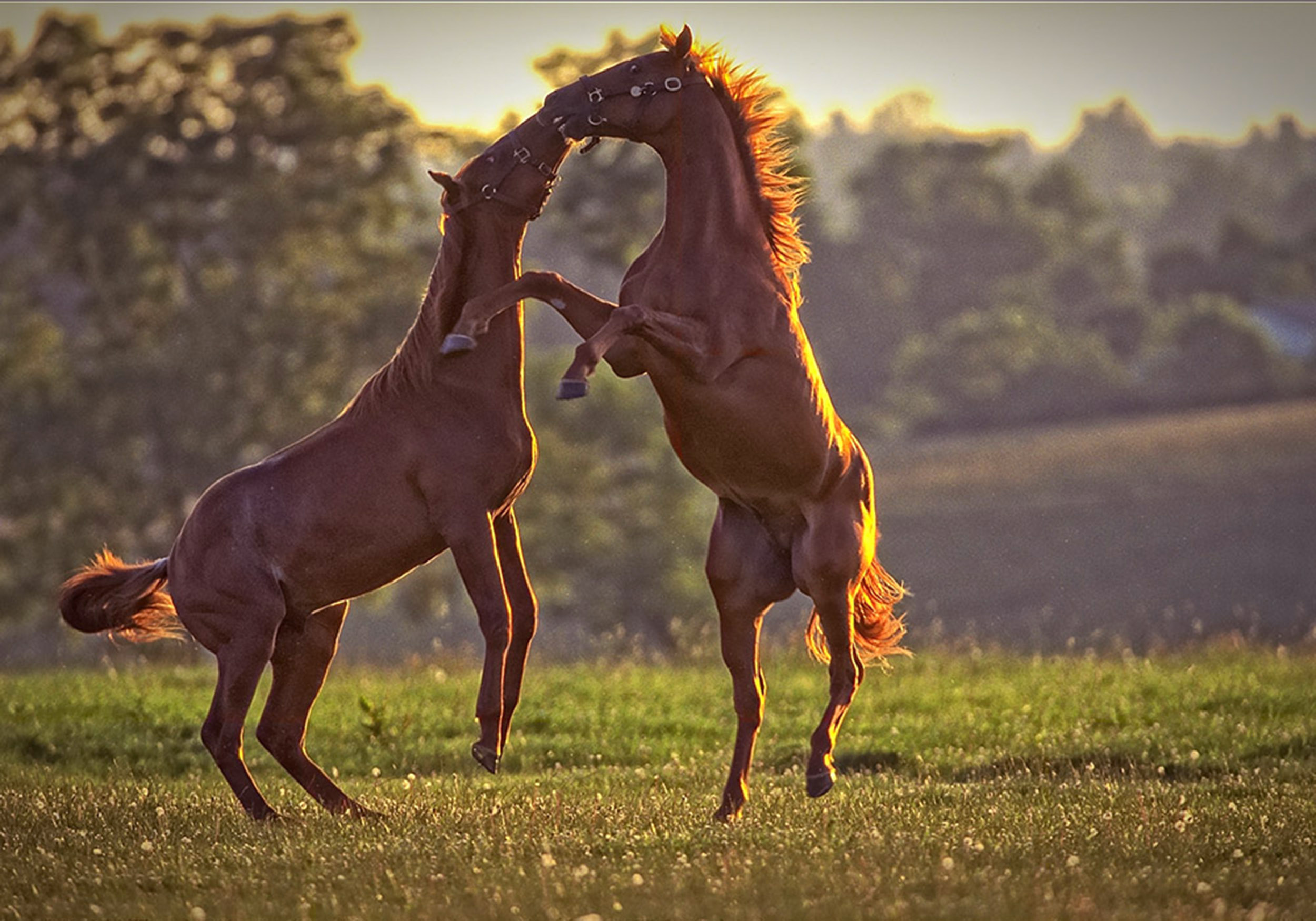  Mill Ridge Yearlings 