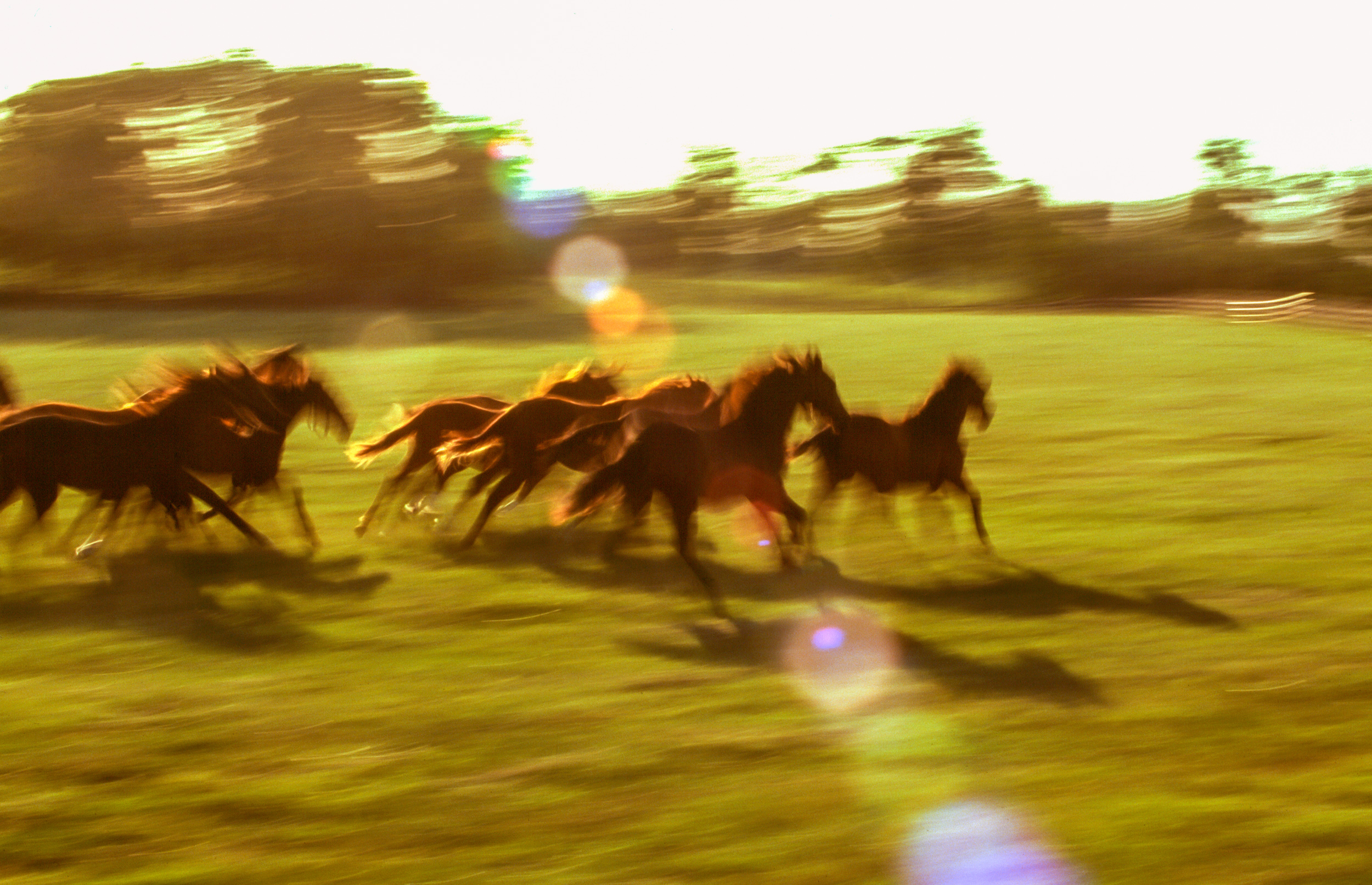  Mill Ridge Farm, Lexington 