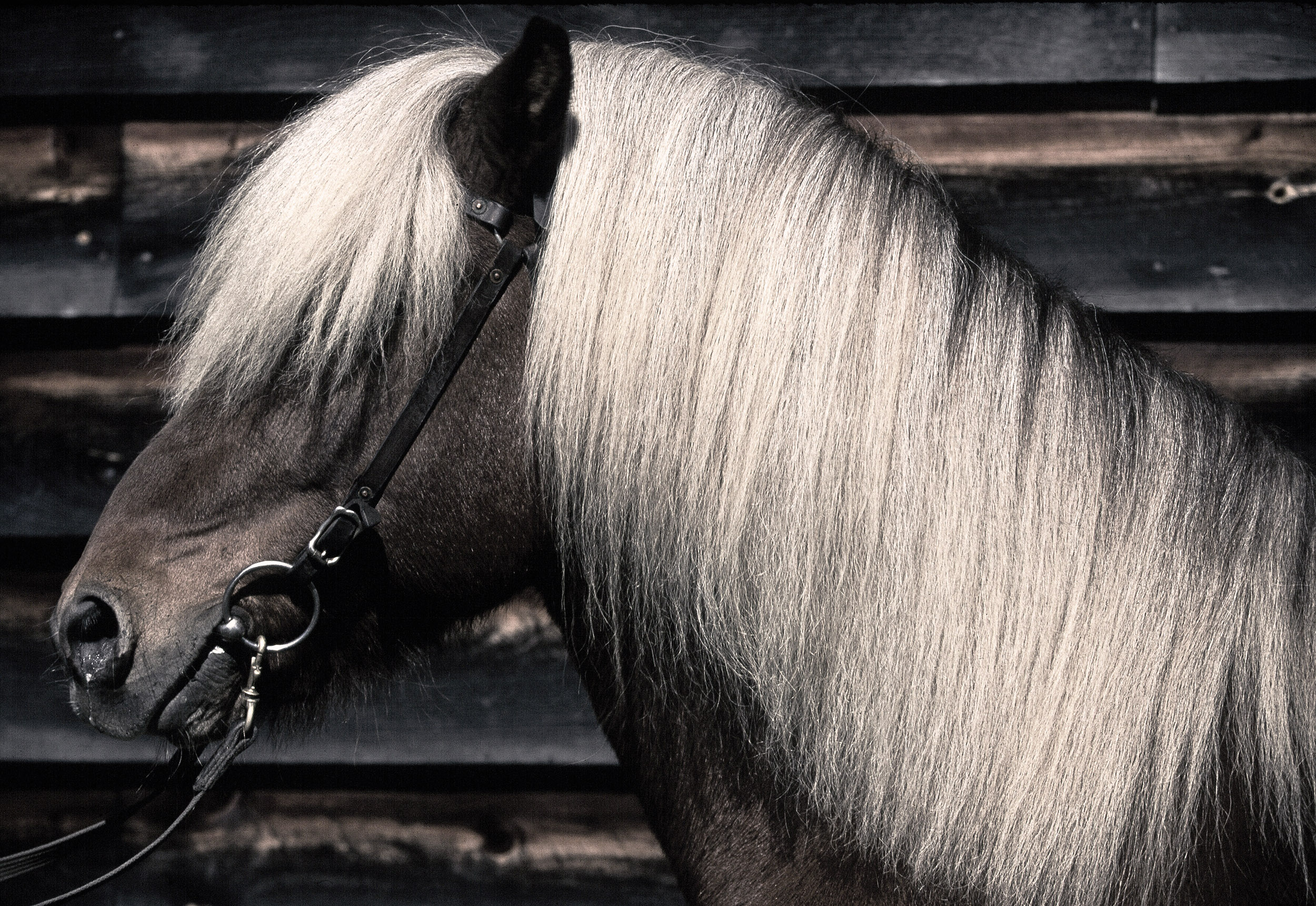  Icelandic - Mill Farm 